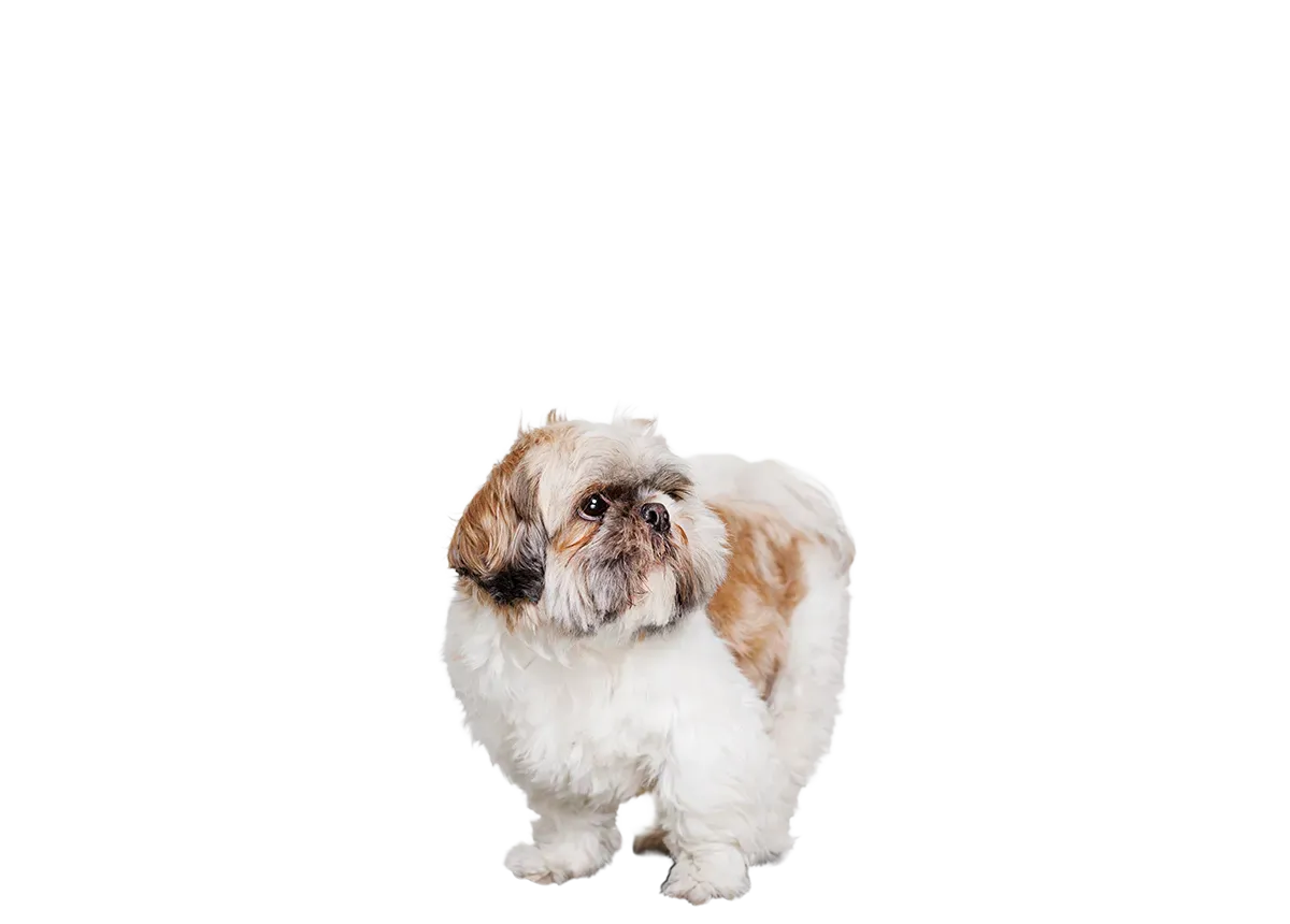 Balou